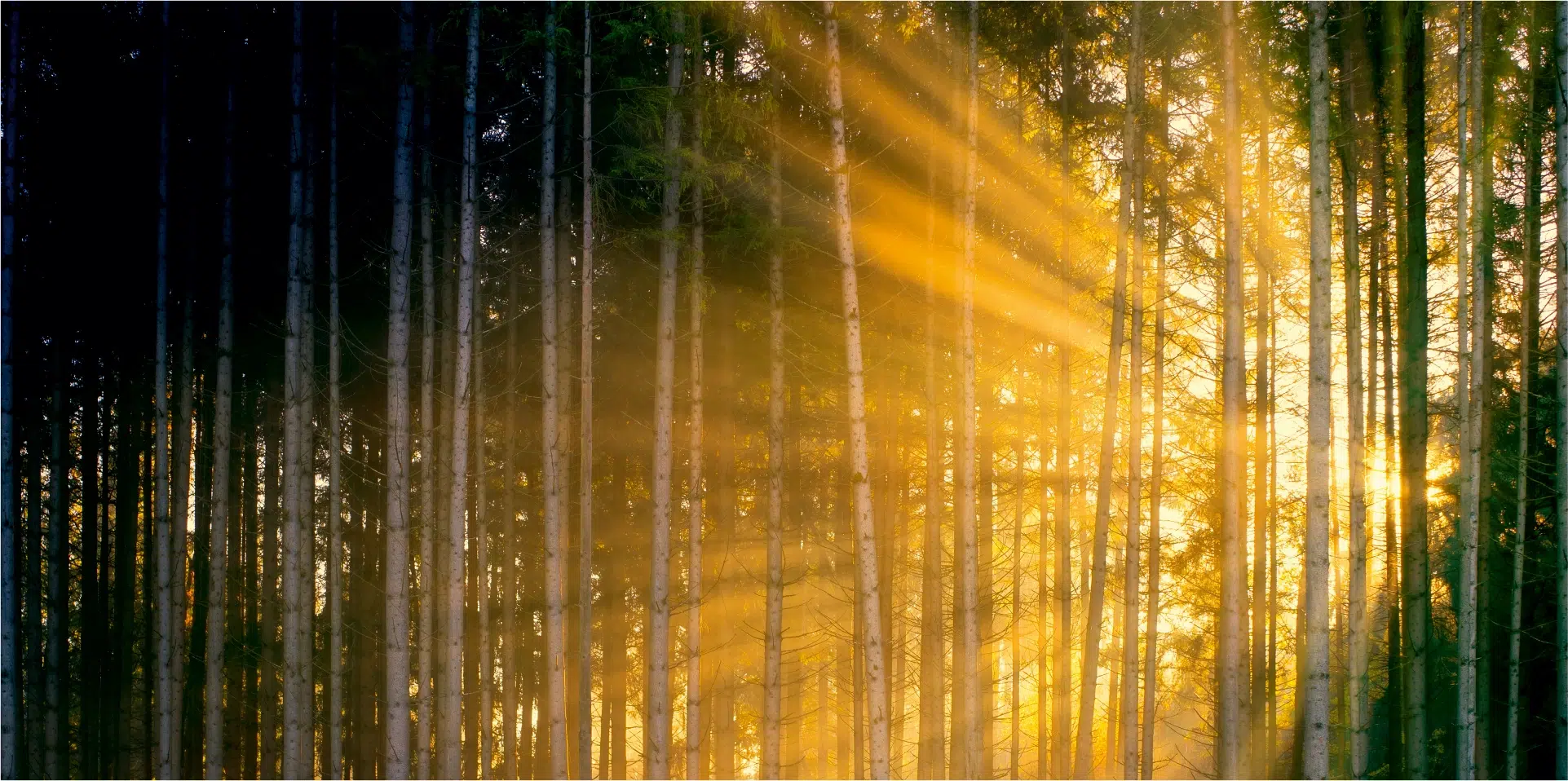 Keystone Woods